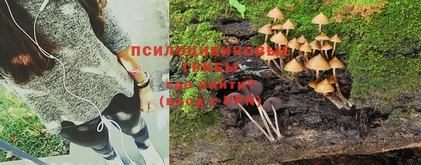 apvp Алзамай